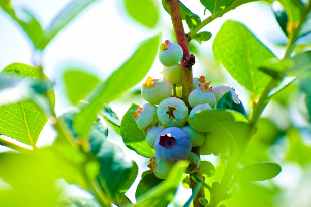 Close up. Blueberries grow on the branches. Created in Winter Garden, FL, 05/11/2019
