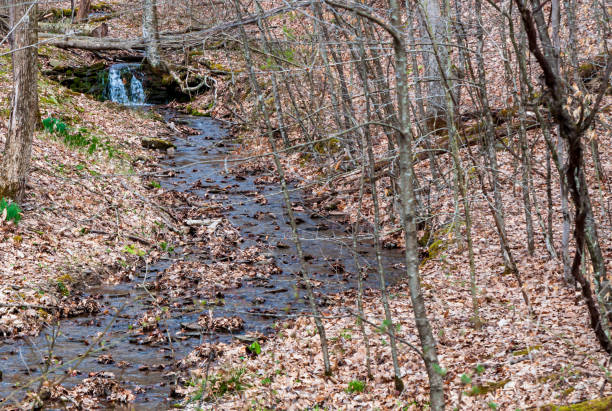 istock A stream in spring woods with a small waterfall, Deerfield Township, Pennsylvania, USA 1217061661