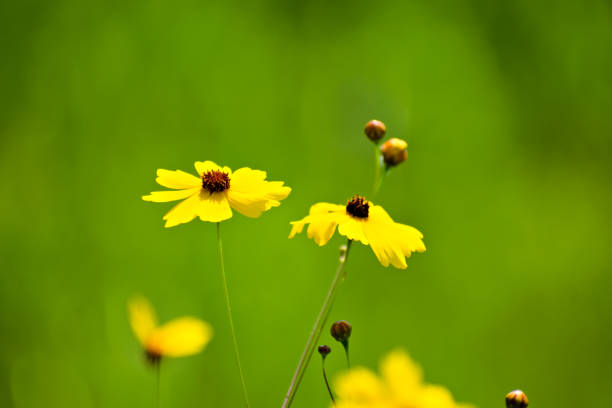 Close up. Beautiful yellow wildflower heads. Created in Winter Garden, Florida, 05/11/2019