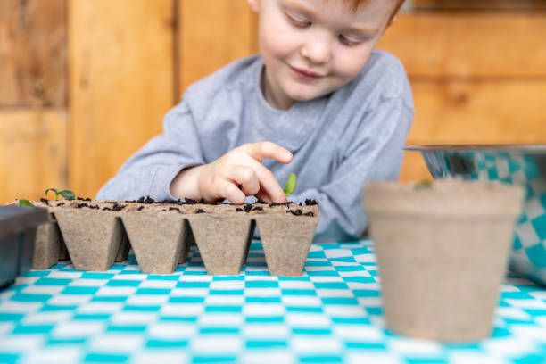 istock Cute Kid re-potting germinated seeds while quarantined at home at springtime 1217062273