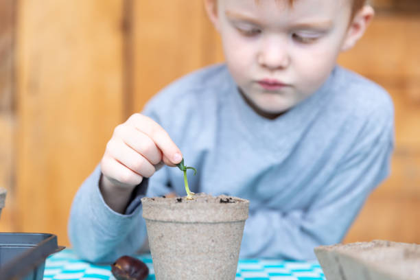 istock Cute Kid re-potting germinated seeds while quarantined at home at springtime 1217062478