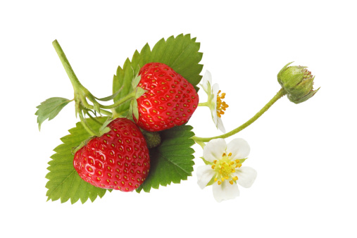 strawberry and strawberry flower isolated on white background