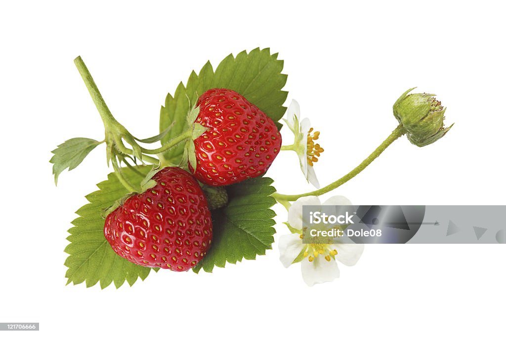 Strawberry  Strawberry Stock Photo