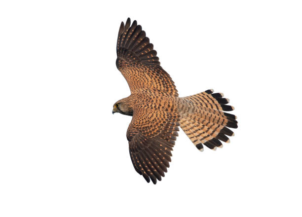 istock Female of common kestrel 1217068034