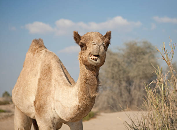 kamel in der wüste - herbivorous animals in the wild camel hoofed mammal stock-fotos und bilder