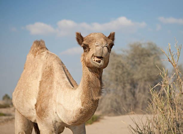 Camel in the desert stock photo