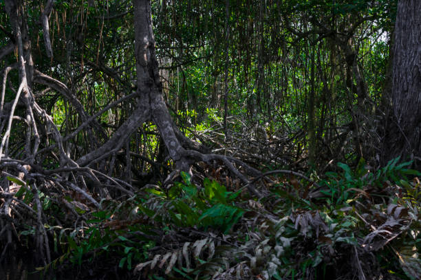 istock Mangrove landscape, Tecolutla Veracruz, Mexico 1217068211