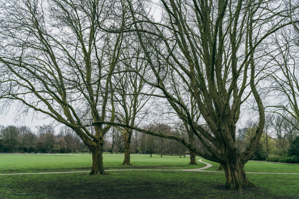 istock Green lawn with bare trees without foliage in park in cloudy day 1217068875