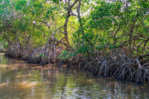 istock Mangrove landscape, Tecolutla Veracruz, Mexico 1217068935