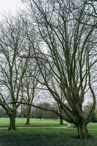 istock Green lawn with bare trees without foliage in park in cloudy day 1217068946