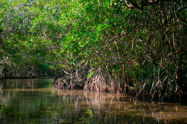 istock Mangrove landscape, Tecolutla Veracruz, Mexico 1217069039