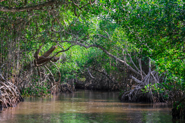 istock Mangrove landscape, Tecolutla Veracruz, Mexico 1217069058