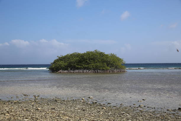 istock Mangel Halto Beach in Aruba 1217069665