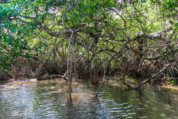istock Mangrove landscape, Tecolutla Veracruz, Mexico 1217069767