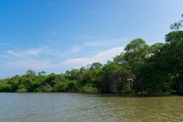 istock Mangrove landscape, Tecolutla Veracruz, Mexico 1217069772