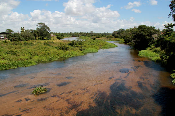 istock itapicuru river in conde 1217070630