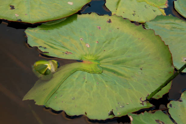 istock aquatic plant vitoria regia in pond 1217070638