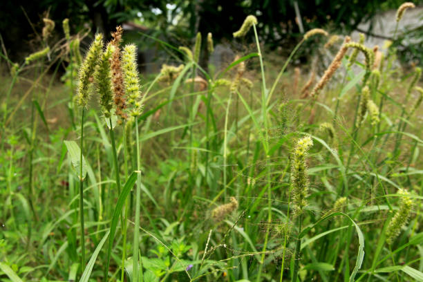 istock carrapicho is seen in a garden 1217070711