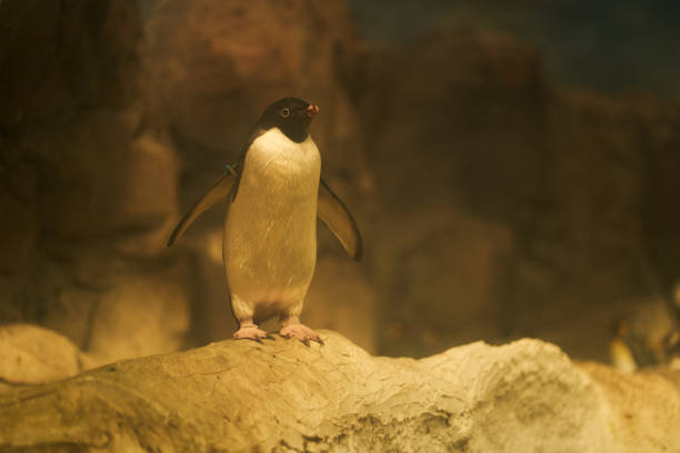Penguin on a rock Penguin on a rock with its wings open penguin emperor emperor penguin antarctica stock pictures, royalty-free photos & images