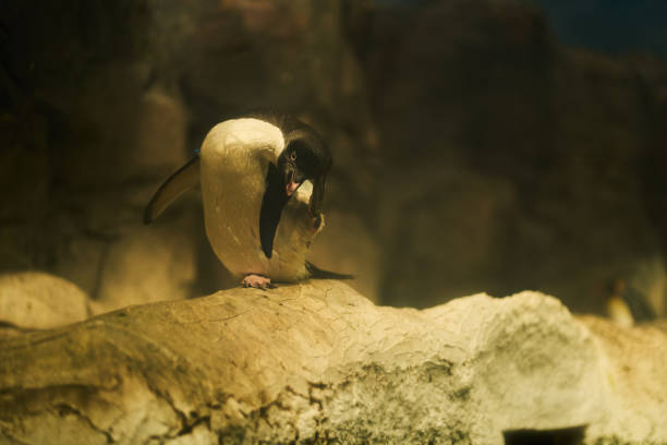 펭귄 자체 긁힘 - penguin emperor emperor penguin antarctica 뉴스 사진 이미지
