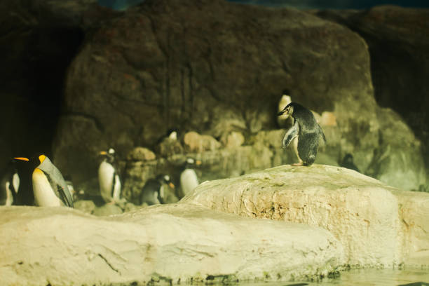 пингвины на скале - penguin emperor emperor penguin antarctica стоковые фото и изображения