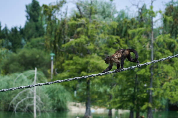капуцин обезьяна ходить по веревке - brown capuchin monkey стоковые фото и изображения