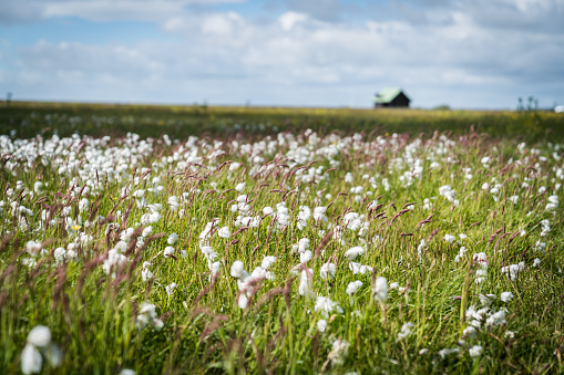 Flowers in a Field with green grass in Iceland.