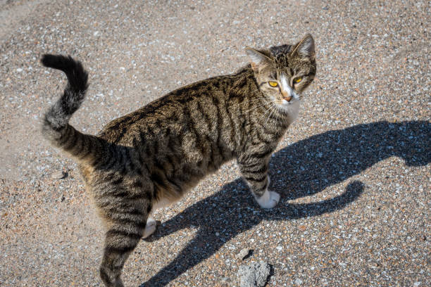 istock A stripe brown cat in Nebraska, Elks 1217076151