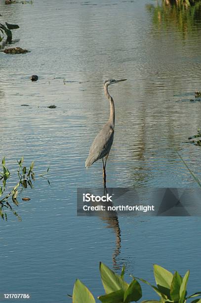 Photo libre de droit de Great Blue Héron banque d'images et plus d'images libres de droit de Bleu - Bleu, Environnement, Gris