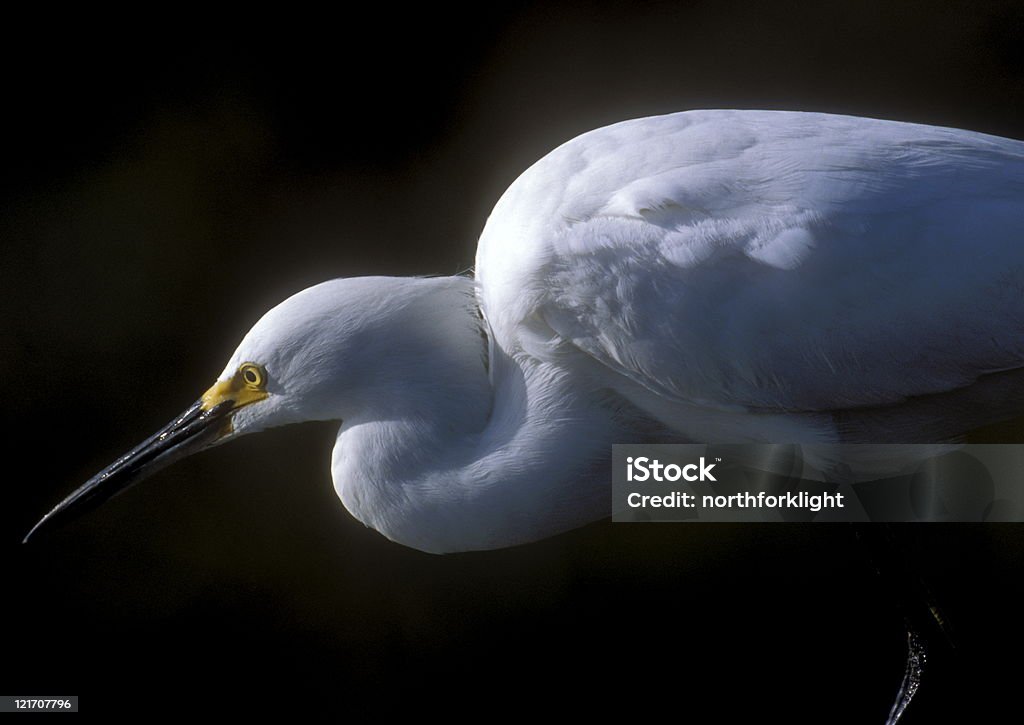 Snowy Egret Polowanie - Zbiór zdjęć royalty-free (Bagno)