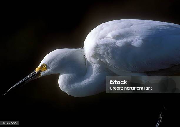 Snowy Egret Polowanie - zdjęcia stockowe i więcej obrazów Bagno - Bagno, Bez ludzi, Biały