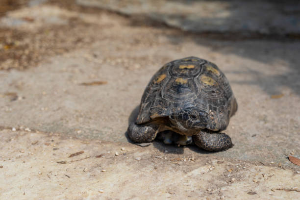 istock Wild Tortoise in Athens, Greece 1217078216