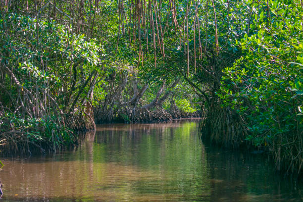 istock Mangrove landscape, Tecolutla Veracruz, Mexico 1217080162