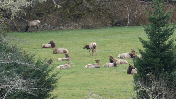 istock Oregon Elk herd grazing in an open field. 1217081147