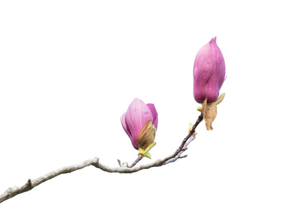 istock magnolia flowers isolated on white 1217081902