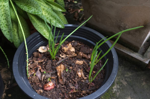 istock Sprout onion or shallots growing in the  pot . 1217081953