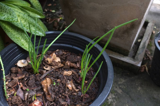 istock Sprout onion or shallots growing in the  pot . 1217081985