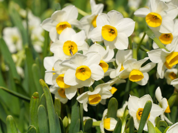 istock arcissus blooming for chinese new year 1217081999