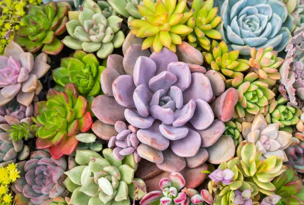 Miniature succulent plants in garden