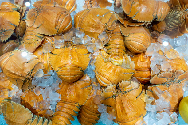 Fresh cooked Balmain Bugs or Moreton Bay Bugs placed on a bed of ice cubes Fresh cooked Balmain Bugs or Moreton Bay Bugs placed on a bed of ice cubes on display for sale in a local fish monger. decapoda stock pictures, royalty-free photos & images