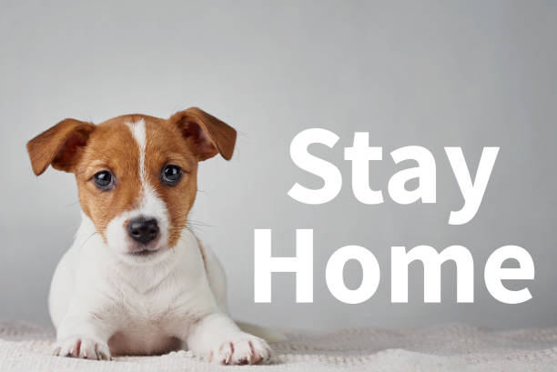 istock Coronavirus outbreak concept. Home quarantine and self-isolation to protect against Covid-19. Jack Russel terrier puppy dog lies on the gray background and inscription Stay Home 1217088402