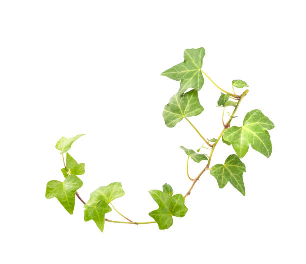 istock ivy leaves isolated on white 1217089374
