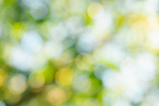 Blurry green nature background with sunlight bokeh natural