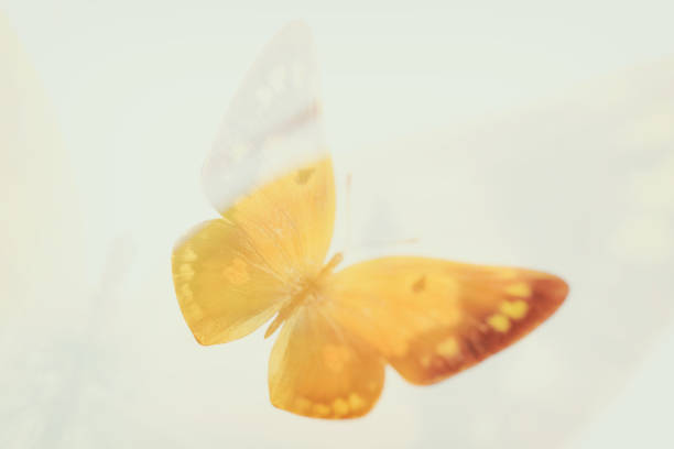 istock butterfly with yellow and green wings. isolated on white background 1217090664