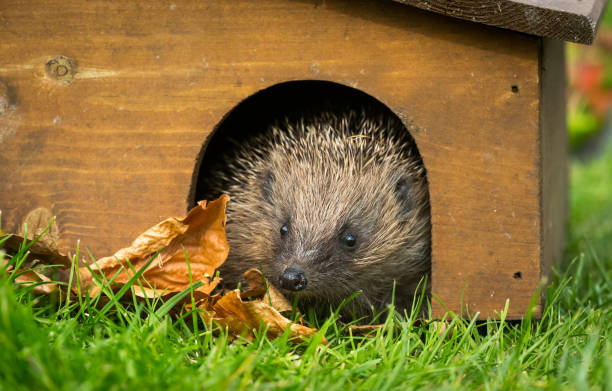 Hedgehog, wild, native, European hedgehog emerging from a hedgehog house in early Spring.  Natural garden habitat.  Facing forward. Hedgehog, (Scientific name: Erinaceus Europaeus). Close up of a wild, native, European hedgehog  in early Springtime.  Leaving a hedgehog house after hibernation. Facing forward. Horizontal, space for copy. sheltering photos stock pictures, royalty-free photos & images