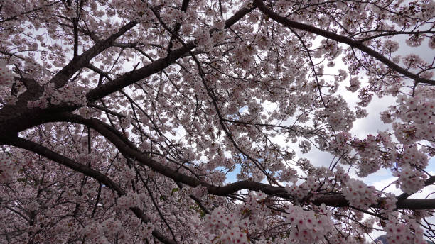 istock Beautiful Spring cherry blossom sakura, pink and white flower with blue sky light down 1217093668