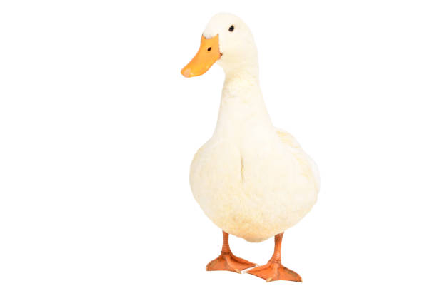 duck standing isolated on a white background - poultry animal curiosity chicken imagens e fotografias de stock