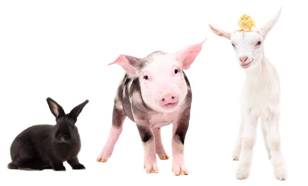 istock Funny little farm animals standing together isolated on white background 1217094582