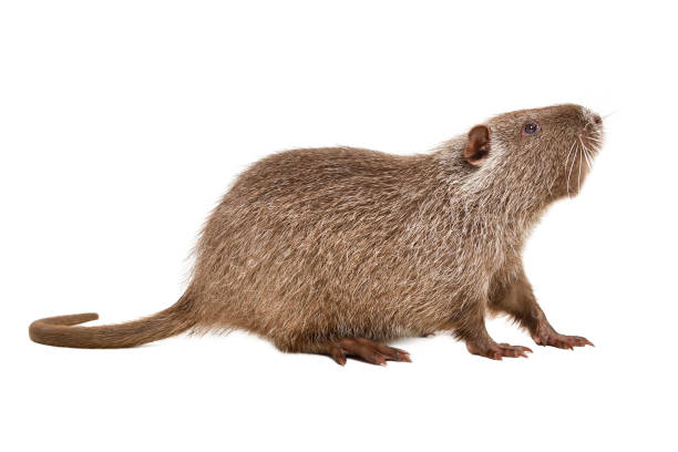 istock Curious funny nutria, side view, isolated on white background 1217094584