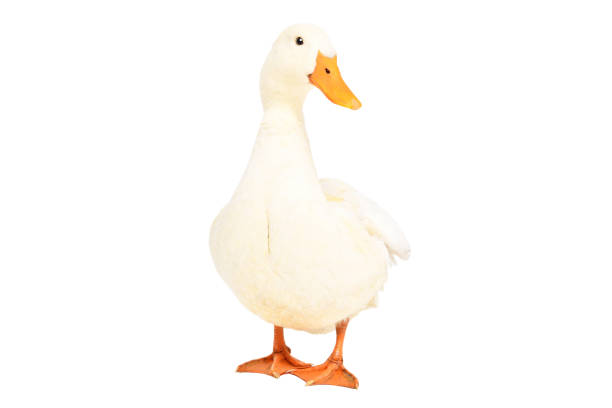 istock Beautiful duck standing isolated on a white background 1217094587